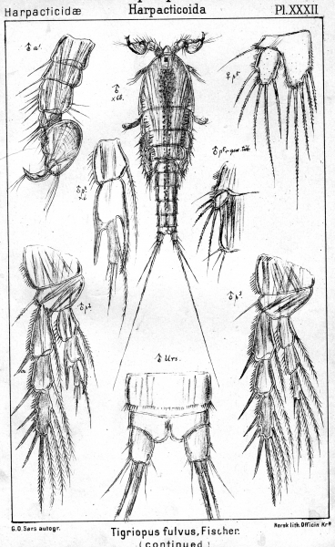 Tigriopus fulvus from Sars, G.O. 1904 Tigriopus fulvus from Sars, G.O. 1904