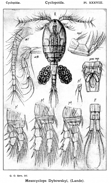 Mesocyclops dybowskii from Sars, G.O. 1914 Mesocyclops dybowskii from Sars, G.O. 1914