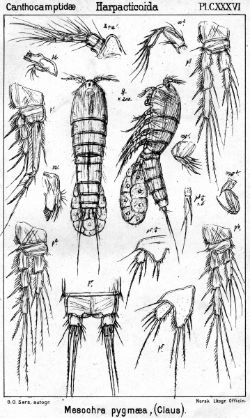 Mesochra pygmaea from Sars, G.O. 1907 Mesochra pygmaea from Sars, G.O. 1907