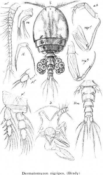 Dermatomyzon nigripes from Sars, G.O. 1914 Dermatomyzon nigripes from Sars, G.O. 1914