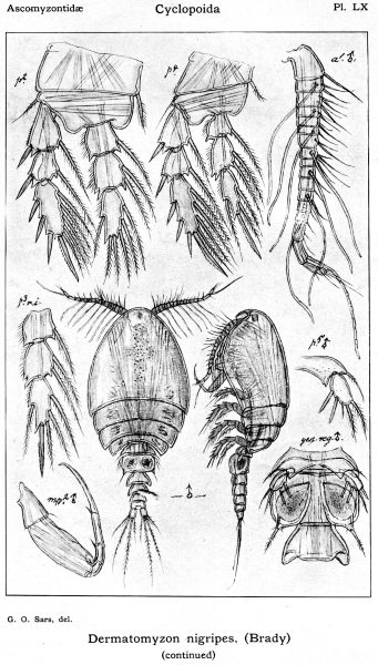 Dermatomyzon nigripes from Sars, G.O. 1914 Dermatomyzon nigripes from Sars, G.O. 1914