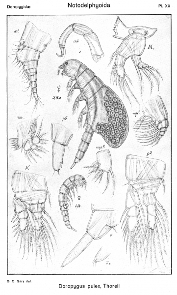 Doropygus pulex from Sars, G.O. 1921 Doropygus pulex from Sars, G.O. 1921