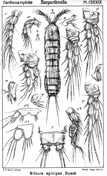 Nitokra spinipes from Sars, G.O. 1911 Nitokra spinipes from Sars, G.O. 1911