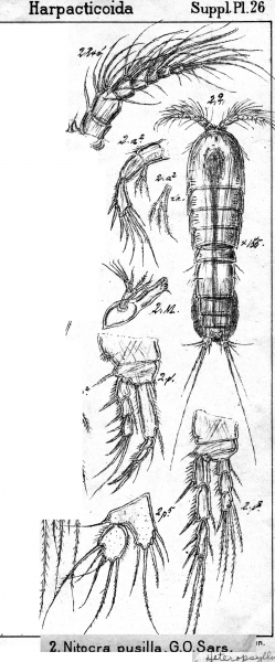 Nitokra pusilla from Sars, G.O. 1911 Nitokra pusilla from Sars, G.O. 1911