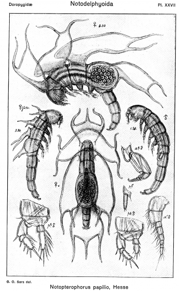 Notopterophorus papilio from Sars, G.O. 1921 Notopterophorus papilio from Sars, G.O. 1921