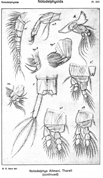Notodelphys allmani from Sars, G.O. 1921 Notodelphys allmani from Sars, G.O. 1921