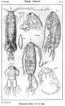 Copepoda