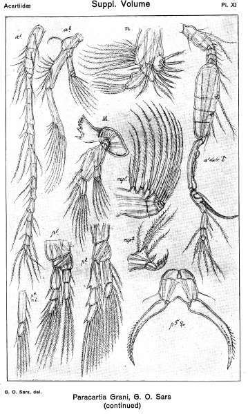 Paracartia grani from Sars, G.O. 1919 Paracartia grani from Sars, G.O. 1919
