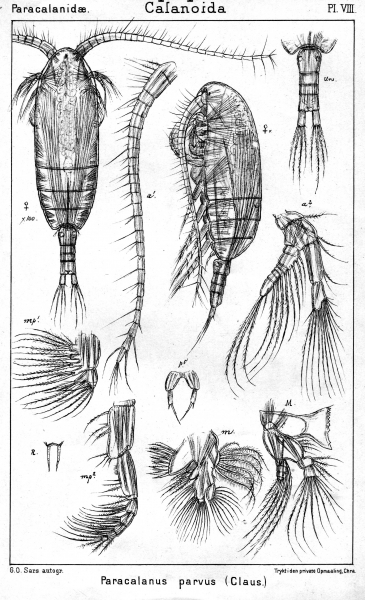 Paracalanus parvus from Sars, G.O. 1901 Paracalanus parvus from Sars, G.O. 1901