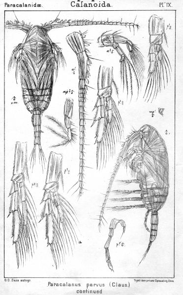 Paracalanus parvus from Sars, G.O. 1901 Paracalanus parvus from Sars, G.O. 1901