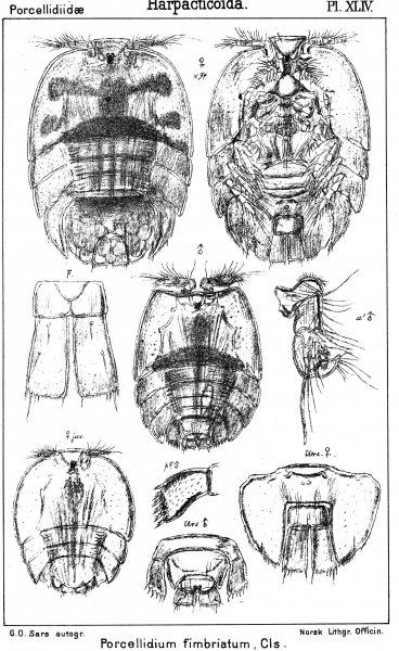 Porcellidium fimbriatum from Sars, G.O. 1904 Porcellidium fimbriatum from Sars, G.O. 1904
