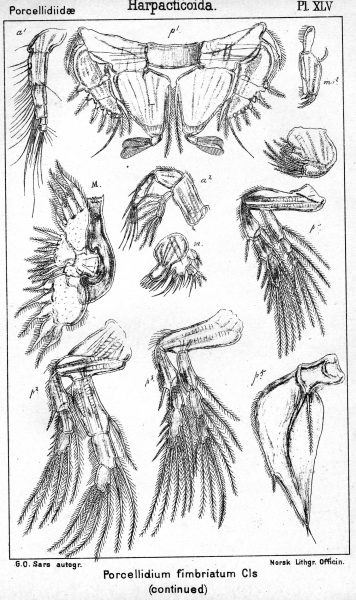 Porcellidium fimbriatum from Sars, G.O. 1904 Porcellidium fimbriatum from Sars, G.O. 1904