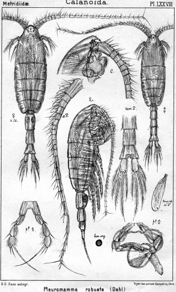 Pleuromamma robusta from Sars, G.O. 1902 Pleuromamma robusta from Sars, G.O. 1902