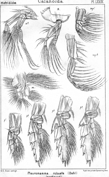 Pleuromamma robusta from Sars, G.O. 1902 Pleuromamma robusta from Sars, G.O. 1902