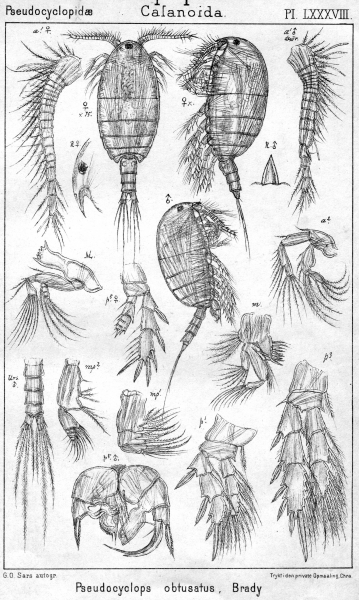 Pseudocyclops obtusatus from Sars, G.O. 1902 Pseudocyclops obtusatus from Sars, G.O. 1902