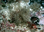 Hydrozoa