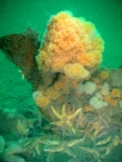 Underwater image12