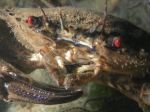 Bewremabi