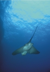 Common eagle ray - Myliobatis aquila (Linnaeus, 1758)