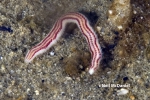 Paranaitis polynoides