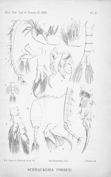 Schmackeria forbesi Poppe &amp; Richard 1890