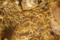 Ophiothrix fragilis (Abildgaard, in O.F. Müller, 1789) 