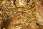 Ophiuroidea (brittle stars)
