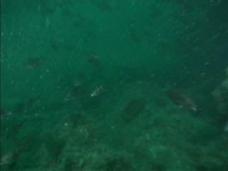 Fish near Kilmore wreck
