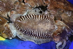 common cuttlefish - Sepia officinalis