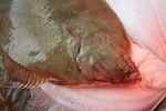 Pleuronectiformes