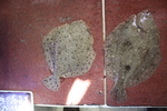 left: turbot - Scophthalmus maximus; right: brill - Scophthalmus rhombus