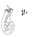 Duplominona stilifera, author: Tom Artois