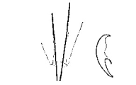 Minona bistylifera, author: Tom Artois