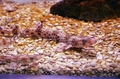 Carcharhiniformes