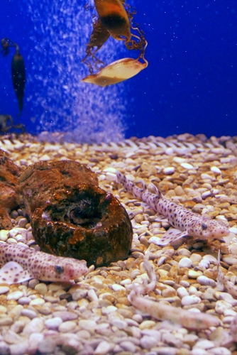 Lesser spotted dogfish - Scyliorhinus canicula Lesser spotted dogfish - Scyliorhinus canicula