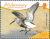 Calidris alpina