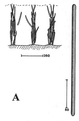 Halichondria inops