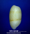 Cephalaspidea
