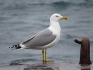 Adult Caspian Gull 