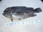 Actinopterygii