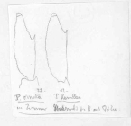 Scan taken from personal notes of H. Nouvel stored at CNRS La Rochelle (France) by Jean Paul Lagardere.