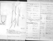 Scan taken from personal notes of H. Nouvel stored at CNRS La Rochelle (France) by Jean Paul Lagardere.