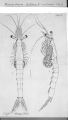 author: Nouvel, H.