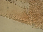 Mysida