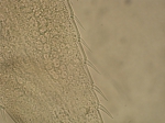 Mysida