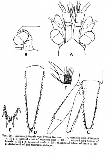 Siriella jaltensis