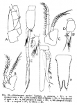 Mysida