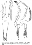 Mysida