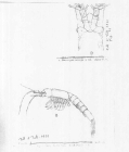 Scan taken from personal notes of H. Nouvel stored at CNRS La Rochelle (France) by Jean Paul Lagardere.