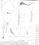 Mysida